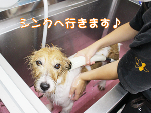 ２年生のトリミング実習♪